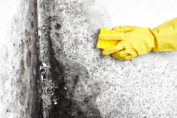 Best Same-Day Mold Removal  in Santa Rosa, TX