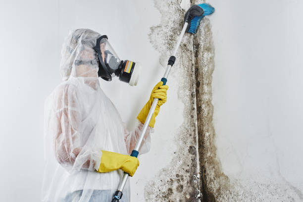 Best Mold Testing  in Santa Rosa, TX