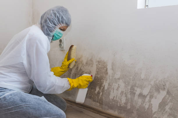Best Professional Mold Removal  in Santa Rosa, TX