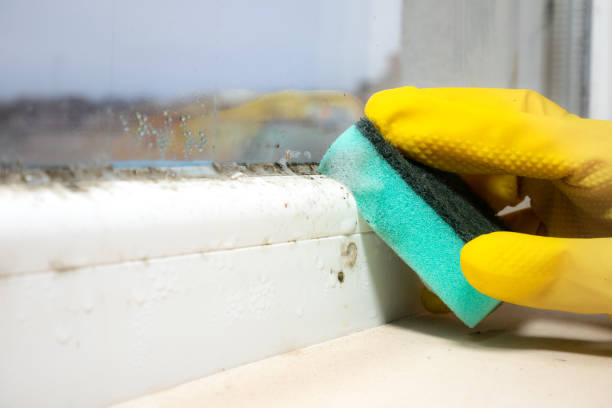 Best Toxic Mold Removal  in Santa Rosa, TX