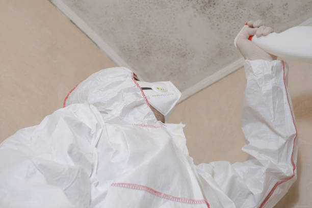 Certified Mold Removal in Santa Rosa, TX