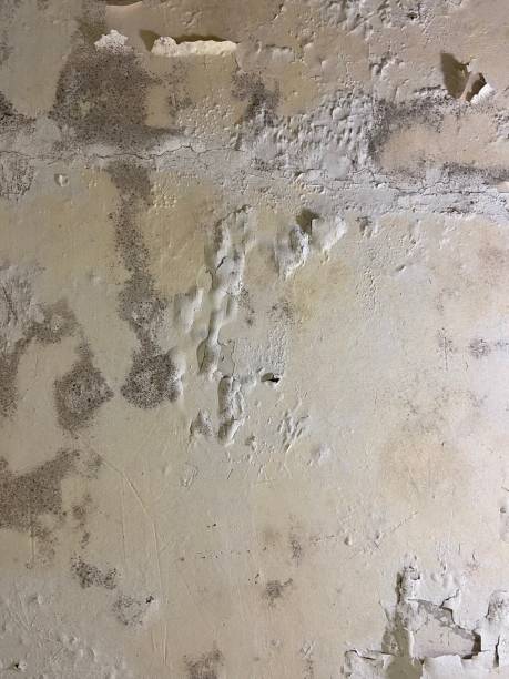 Crawl Space Mold Removal in Santa Rosa, TX