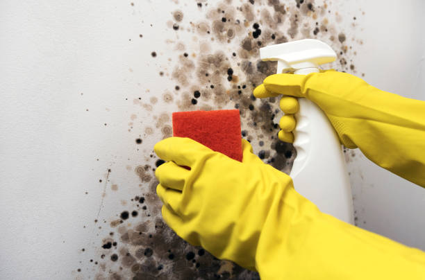 Best Mold Removal Near Me  in Santa Rosa, TX