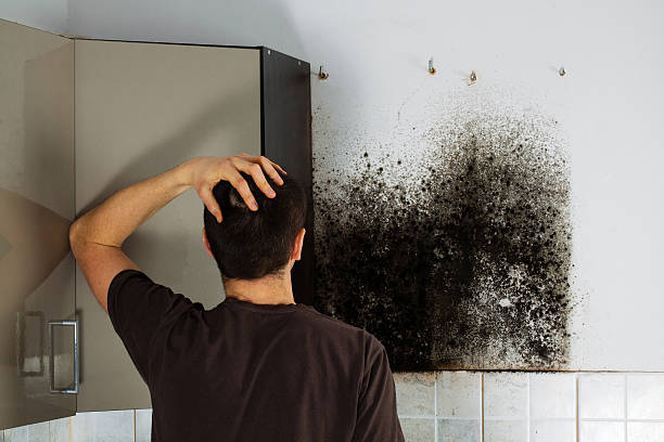Best Local Mold Removal Service  in Santa Rosa, TX