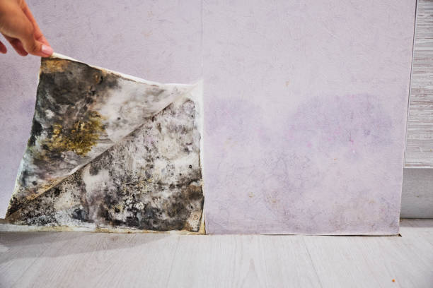 Best Certified Mold Removal  in Santa Rosa, TX
